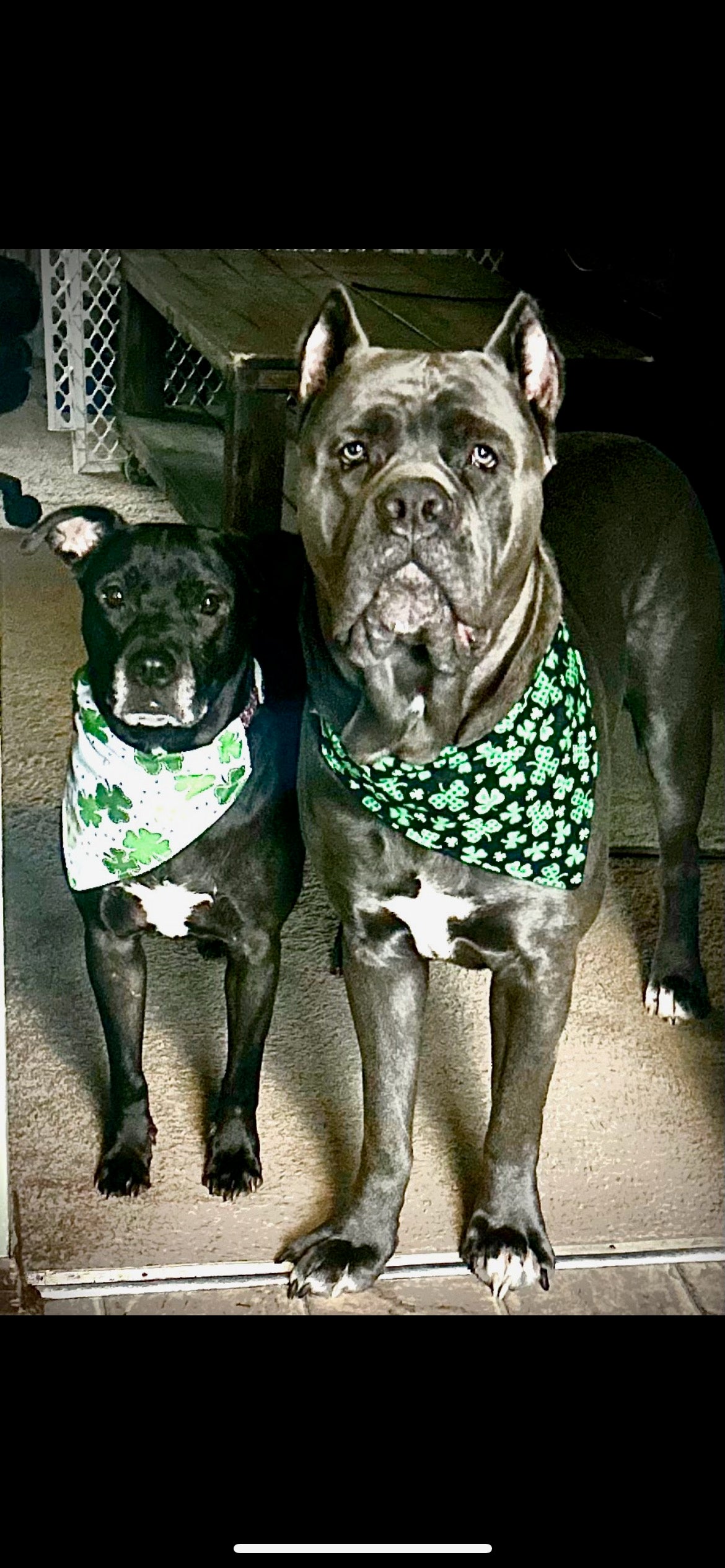 Black And Green Shamrock Bandana