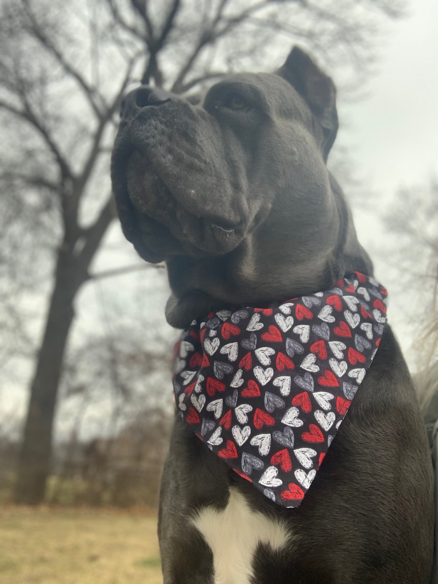 Hearts Bandana